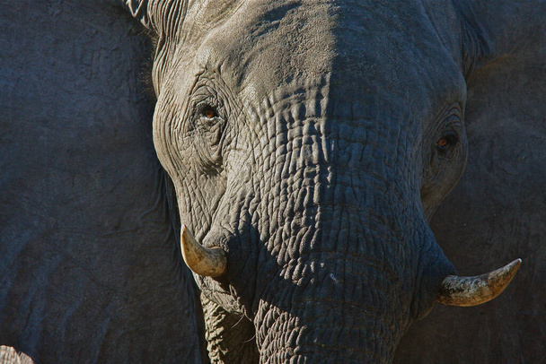 Az afrikai bozót elefánt - Fotó, kép