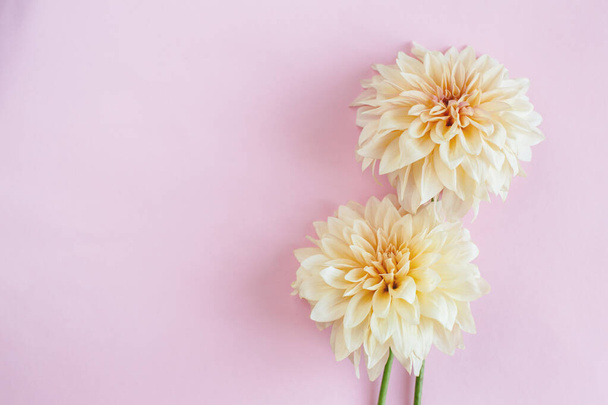 Amazing cream Dahlia flowers on a pink pastel background. Place for text.  Flat lay.  - Foto, Bild