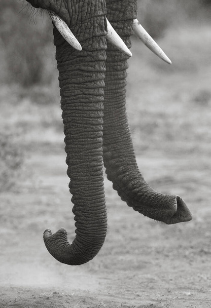 El elefante arbusto africano - Foto, imagen