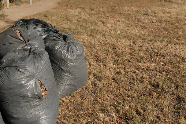 Εργασία στον κήπο κατά τη διάρκεια της φθινοπωρινής περιόδου. Γκρι πλαστικές σακούλες σκουπιδιών γεμάτες πεσμένα φύλλα και γρασίδι, copyspace - Φωτογραφία, εικόνα