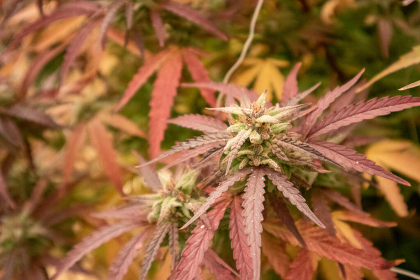 primer plano de las plantas de cannabis que crecen en el jardín - Foto, imagen