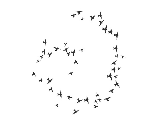 Bird Logo Template design - Vector, Image