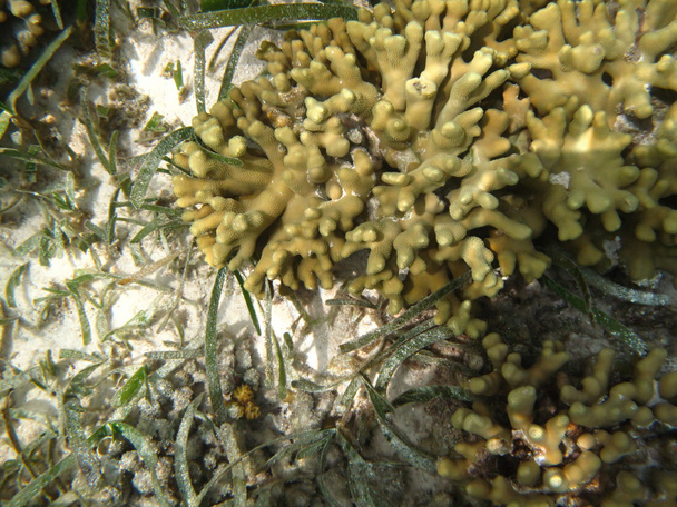 Hard sea corals marine life in Indian ocean Maledives - Photo, Image