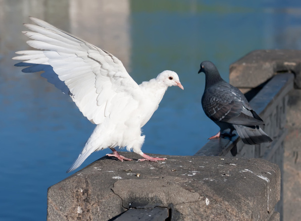 White pigeon - Fotó, kép