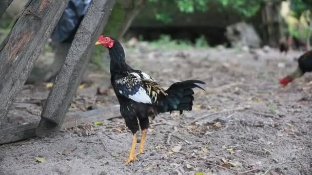 mata de são joão, bahia / brasil - 25 de setembro de 2020: criação de galinhas em uma fazenda na zona rural da cidade de Mata de São João. - Filmagem, Vídeo