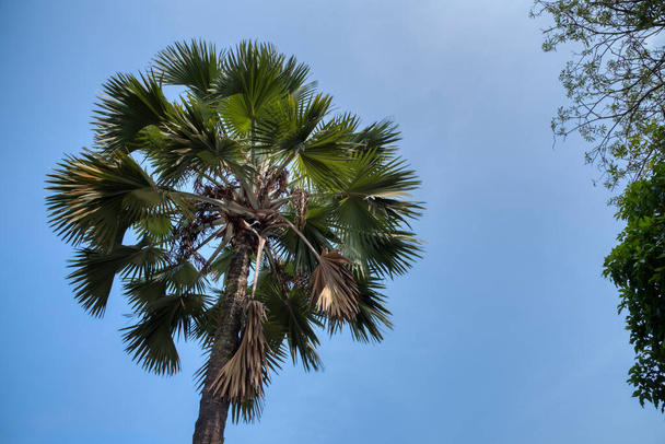lookup pritchardia pacifica árvore contra o céu azul  - Foto, Imagem