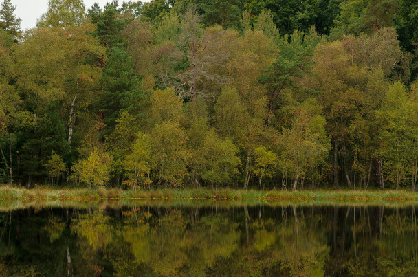 krajina podzimního lesa na břehu jezera - Fotografie, Obrázek