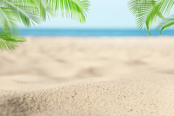 Sandy beach with palms near ocean on sunny day - Photo, image