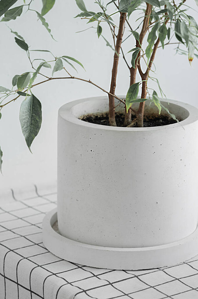 zelená domácí rostlina ve stylovém minimalistickém betonovém květináči na bílé kostkované látce, vertikální, selektivní zaměření - Fotografie, Obrázek