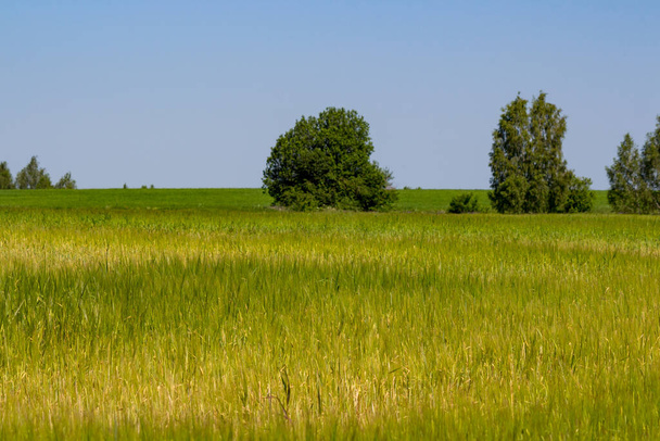 Endless bright green grass field with trees in the middle, rural landscape - Valokuva, kuva