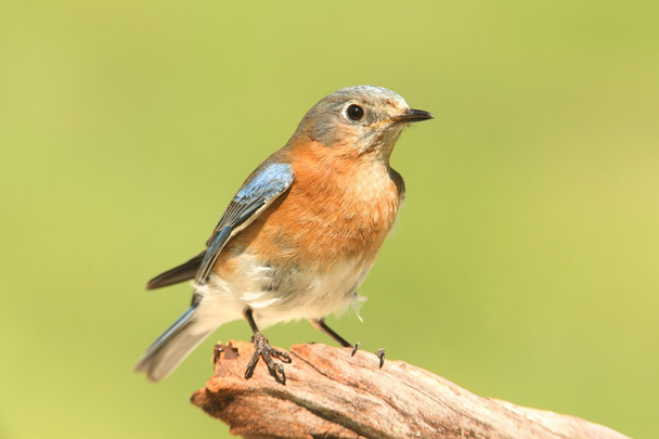 ave-azul-oriental fêmea
 - Foto, Imagem