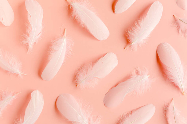 White feather texture on a pink background. Feather background. Flat lay, top view - Photo, image