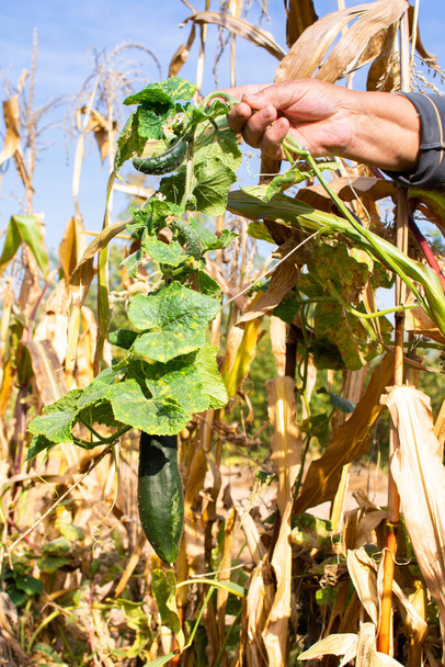 Mano femenina con un tallo de pepino, pepinos maduros entre maíz seco, cosecha de otoño en el jardín - Foto, Imagen