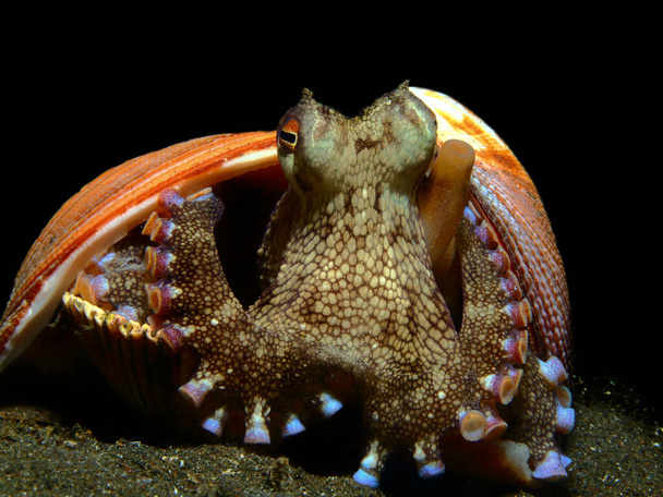 piękne podwodne makrofotografii obejmują nudibranches (ślimak morski), ośmiornice, węgorz moray, kraby, ryby clown i ryby żaba - Zdjęcie, obraz