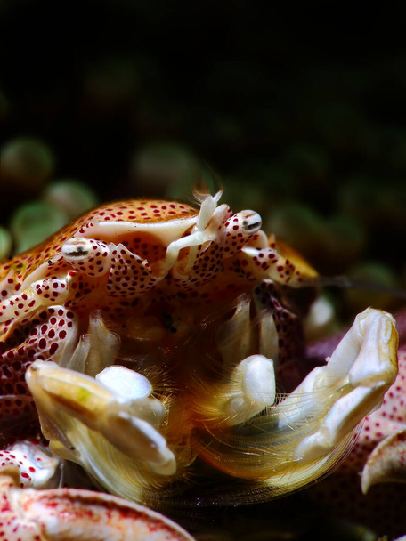 belle photographie macro sous-marine comprennent nudibranches (limace de mer), poulpes, murènes, crabes, poissons clown et poissons grenouille - Photo, image