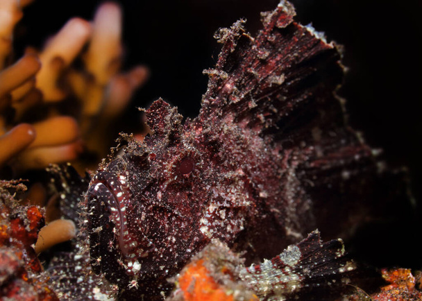 belle photographie macro sous-marine comprennent nudibranches (limace de mer), poulpes, murènes, crabes, poissons clown et poissons grenouille - Photo, image