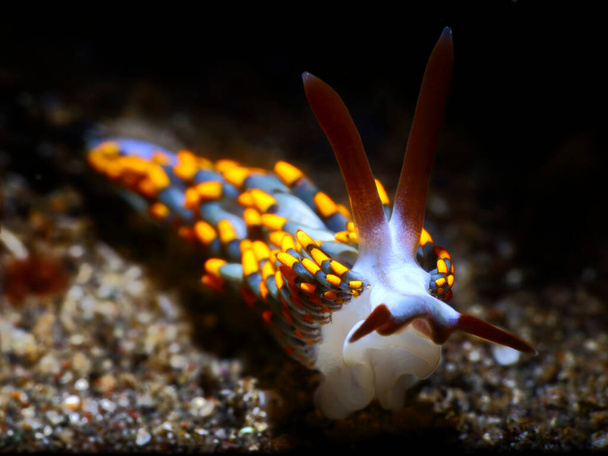 Colorful underwater macro photography - Photo, Image
