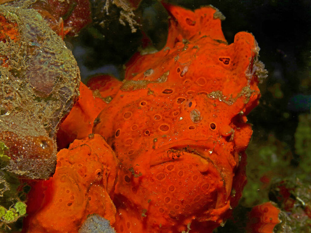 Photographie macro sous-marine colorée - Photo, image