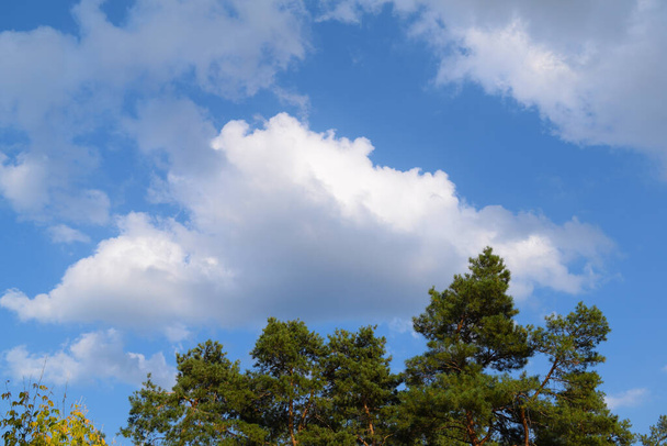 View through green foliage to white clouds and blue sky - Fotoğraf, Görsel