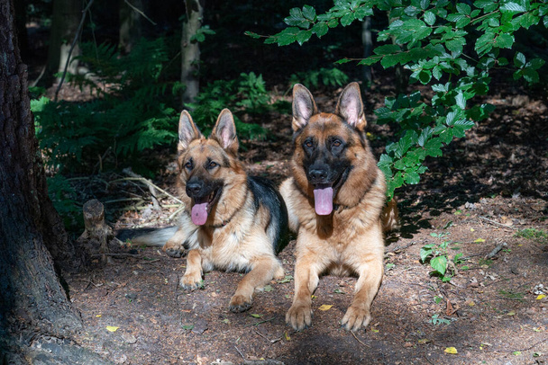 Dos hermosos perros pastores alemanes yacen juntos en el bosque, la luz del sol brilla sobre las cabezas del perro, las lenguas sobresaliendo de sus bocas. Árboles en el fondo. - Foto, Imagen