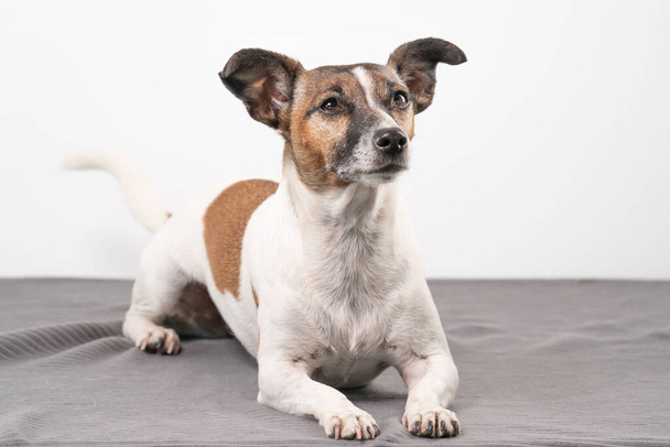 Brown, black and white older Jack Russell Terrier lies on a chair , full body. - Foto, afbeelding