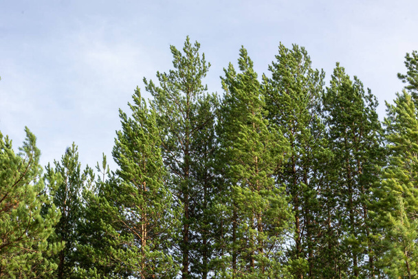 Landschaft mit schönen grünen natürlichen großen Bäumen im Wald vor blauem Himmel - Foto, Bild