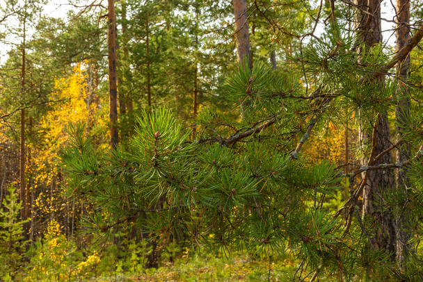красивий осінній пейзаж з різнокольоровими деревами, чагарниками, рослинами, листям у лісі
 - Фото, зображення