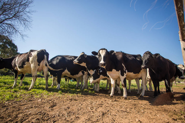 Close up wide angle image of a herd of Friesland milk cows on a dairy farm. - Foto, Imagem