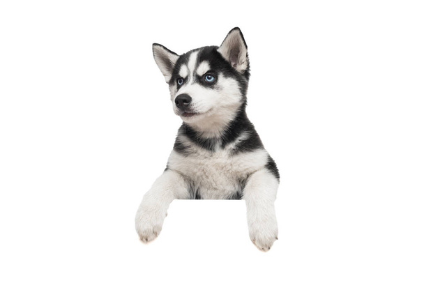 Lindo cachorro husky con patas sobre una pancarta blanca en blanco o cartel aislado sobre fondo blanco. - Foto, Imagen