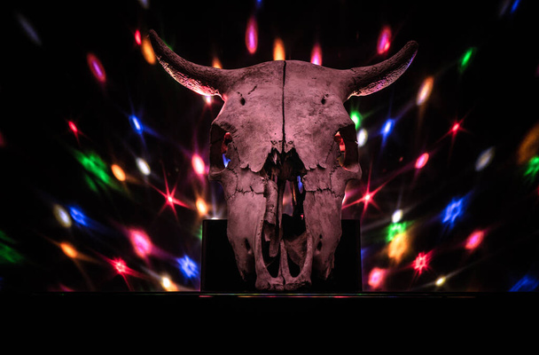 Lehmän kallo Halloween tunnelma - Valokuva, kuva