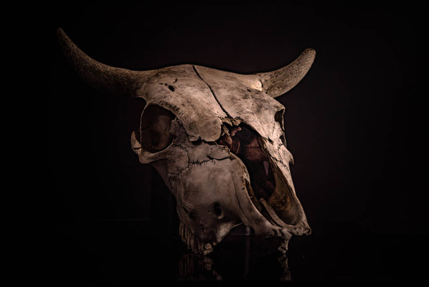 Cow skull with a Halloween atmosphere - Photo, Image