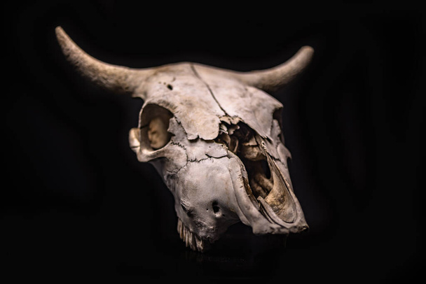 Cow skull with a Halloween atmosphere - Photo, Image