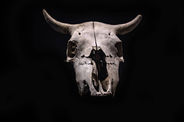 Crâne de vache avec une atmosphère d'Halloween - Photo, image