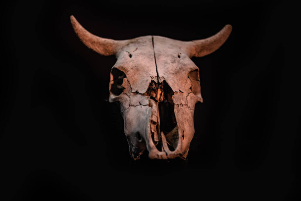 ハロウィンの雰囲気の牛の頭蓋骨 - 写真・画像