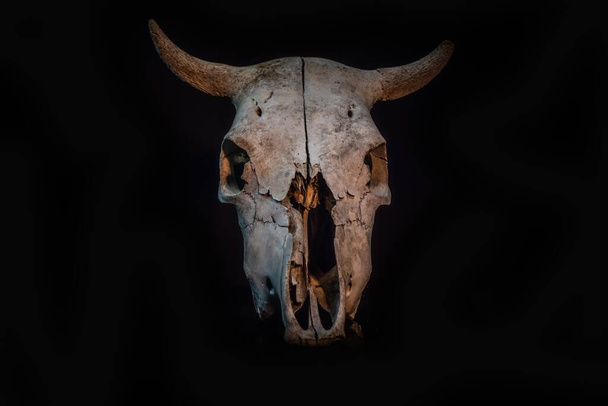 Crâne de vache avec une atmosphère d'Halloween - Photo, image