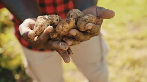 Elinde çiğ patates tutan Afrikalı bir çiftçi. Düşük açılı çekim - Video, Çekim