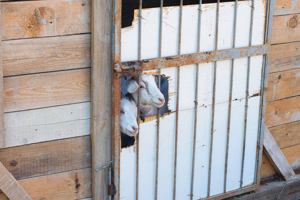 Capannone fatto in casa per tenere le capre, due museruole sporgenti da un buco nella porta - Foto, immagini