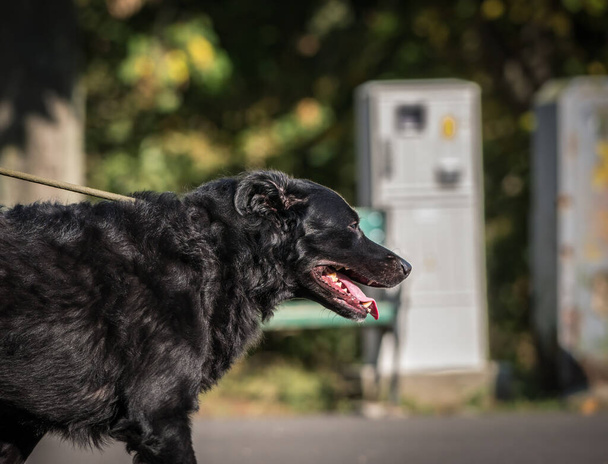 Parkta tasmalı siyah melez bir köpek.. - Fotoğraf, Görsel