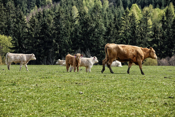 Suuri ruskea lehmä, jossa ruskeat ja valkoiset vasikat laitumella - Valokuva, kuva