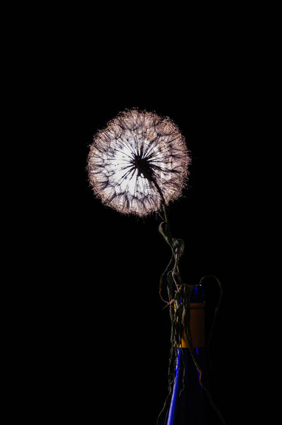 dandelion on black backlit background - Valokuva, kuva