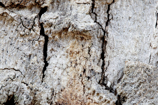 Texture of a cork bark, of the cork oak tree, which serves as an ornament of a wall of an old house, - Photo, Image