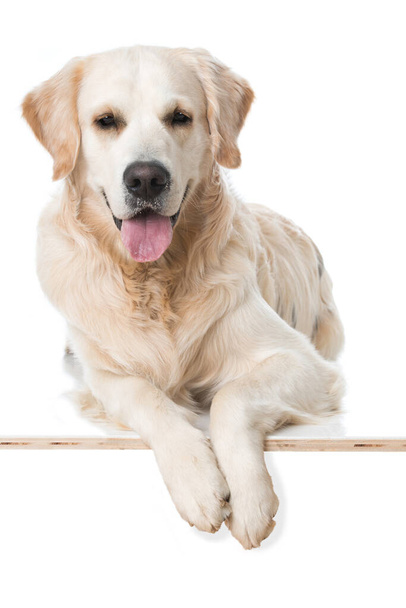 золотий собака-ретривер на білому тлі
 - Фото, зображення