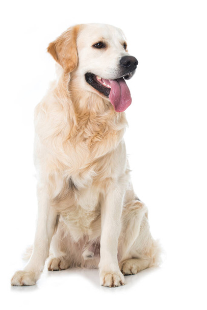 золотий собака-ретривер на білому тлі
 - Фото, зображення
