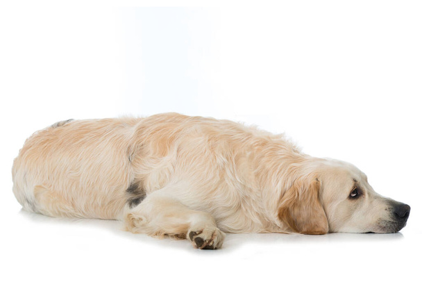 Golden retriever cão no fundo branco - Foto, Imagem