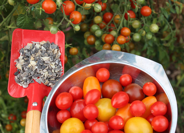 sarvi lastut lapio edessä tomaatti kasvi - Valokuva, kuva