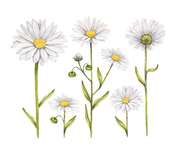 Camomile flowers collection. Watercolor illustrations - Photo, Image