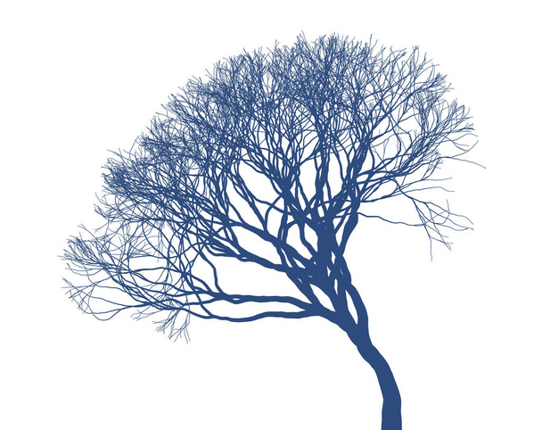 Leafless tree silhouette on white background. Fine detailed realistic illustration. Isolated design element. Winter naked tree. - Vector, Image