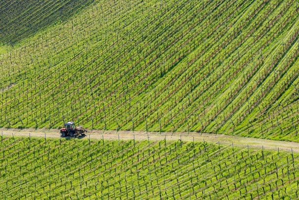 Styria 'daki Avusturya Slovenya sınırında üzüm bağı - Fotoğraf, Görsel