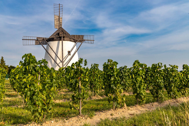 Vineyard near Windmill Retz, Lower Austria, Austria - Photo, Image