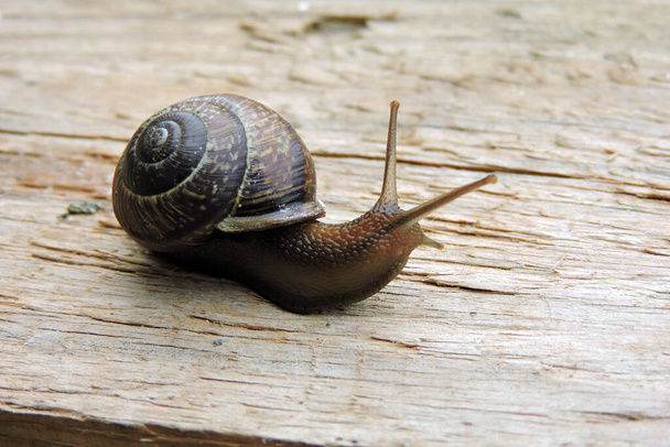 A close-up of a brown-lipped snail crawling on a plank - Photo, Image
